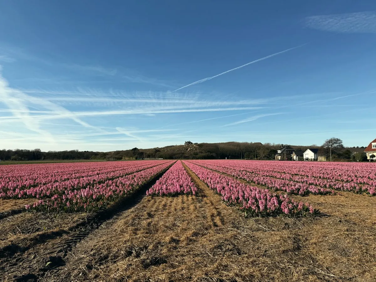 Rows of flowering bulb fields in the Netherlands