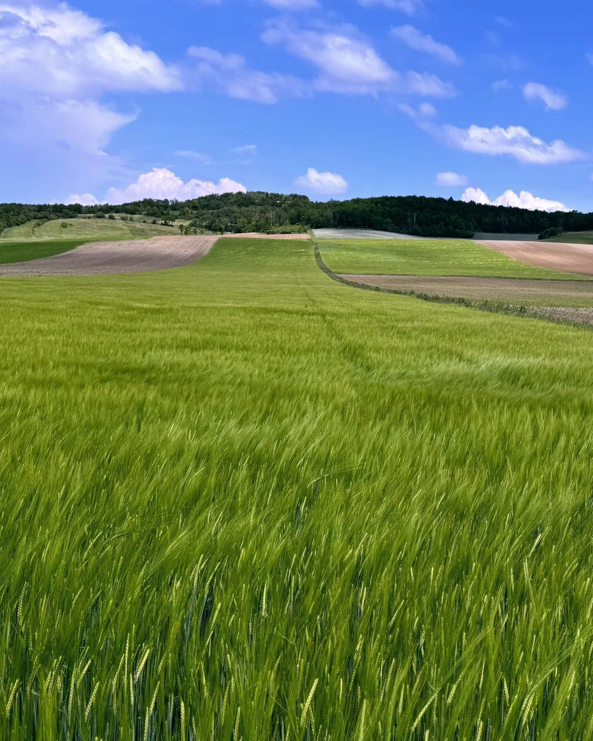 Wheat field under a wide sky