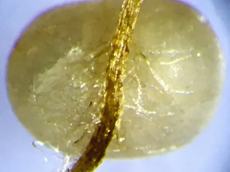 Close-up of a plant root growing through a fertiliser granule